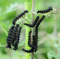Peacock Butterfly caterpillars