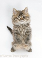Maine Coon kitten, 8 weeks old, standing up