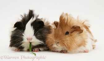 Bad-hair-day Guinea pigs