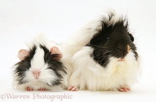Black-and-white bad-hair-day Guinea pigs