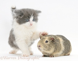 Grey-and-white kitten with a Guinea pig
