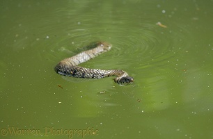 Grass Snake in water