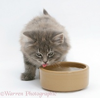 Maine Coon kitten, 8 weeks old, drinking from a bowl