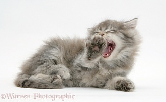 Maine Coon kitten, 7 weeks old, yawning