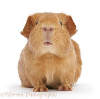 Young red smooth-haired Guinea pig