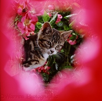 Tabby kitten among roses