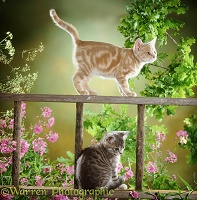 Ginger and tabby kittens on a wooden ladder