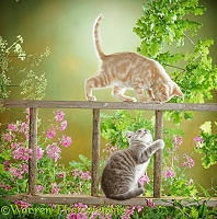 Ginger and tabby kittens playing on a wooden ladder