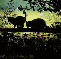 Kittens on a fence in silhouette