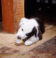 Black-and-white Border Collie pup chewing a toy