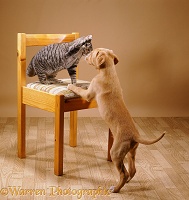 Cat and puppy playing on a chair