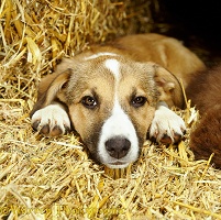 Border Collie puppy resting on some straw