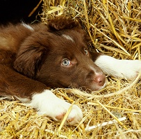 Chocolate Border Collie puppy resting on straw