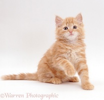 Ginger male kitten