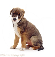 Border Collie x Doberman pup, 6 weeks old