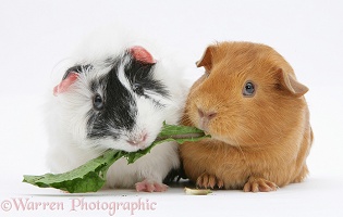 Black-and-white and red Guinea Pigs