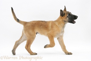 Belgian Shepherd Dog pup