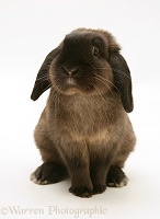 Chocolate Lop rabbit sitting up