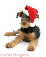 Airedale Terrier bitch pup wearing a Santa hat