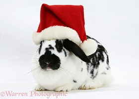 Black-and-white spotted rabbit wearing a Santa hat