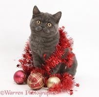 Grey kitten with Christmas decorations
