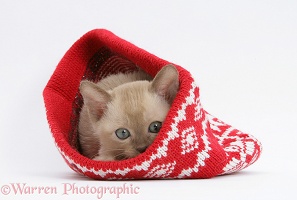 Burmese kitten in a Christmas hat