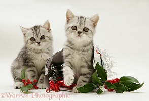 Silver tabby kittens with holly and parcel
