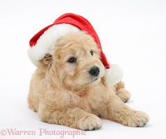 Miniature Goldendoodle pup wearing a Santa hat