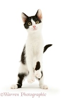 Black-and-white kitten standing up