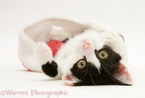 Black-and-white kitten playing with a Santa hat