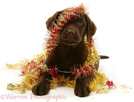 Chocolate Labrador Retriever pup with Christmas tinsel