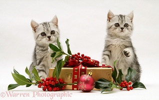 Silver tabby kittens with holly and Christmas parcel