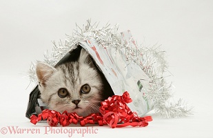 Silver tabby kitten coming out of a Christmas parcel