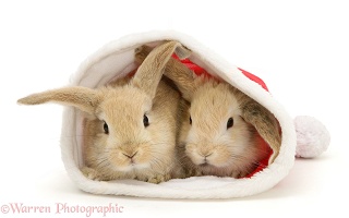 Two rabbits in a Santa hat