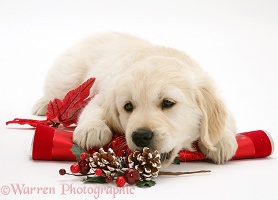 Golden Retriever pup with Christmas cracker