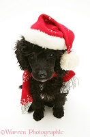 Black Miniature Poodle wearing a scarf and Santa hat