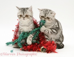 Silver tabby Exotic kittens with Christmas tinsel and bells