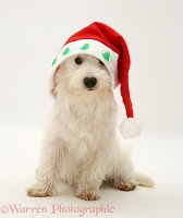 Westie pup wearing Santa hat