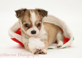 Chihuahua puppy in a Santa hat