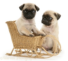 Fawn Pug pups with a wicker toy sledge
