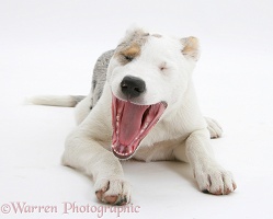 Merle-and-white Border Collie-cross pup yawning