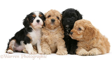 Cockapoo pups with a King Charles pup