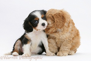 Cockapoo pup with a King Charles pup