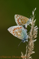 Common Blue Butterflies mating