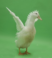 White duck, wing whirring on green background