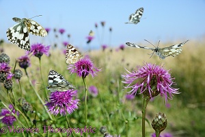 Marbled White Butterflies flying over flowers