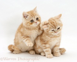 Ginger kittens, one with a paw on the head of the other