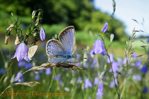 Common Blue Butterfly with harebells