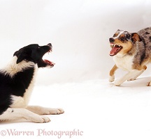 Border Collies exchanging angry snarls