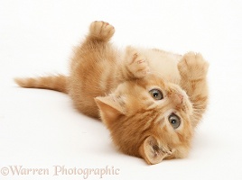 Ginger kitten rolling